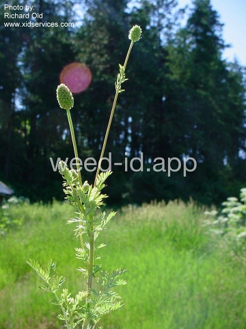 burnet, annual